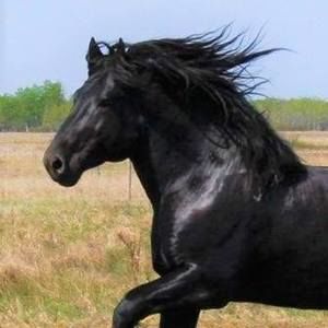 Meet your Posher, Selena